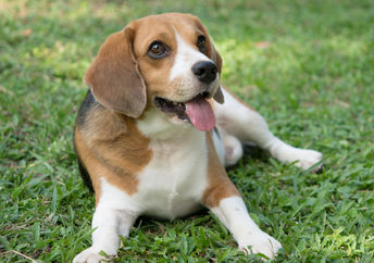 Cute dog