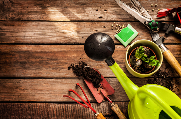 Wholesome winter vegetables that you can plant right now Wholesome winter vegetables that you can plant right now