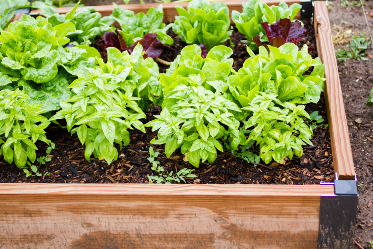 vegetables in community garden vegetables in community garden