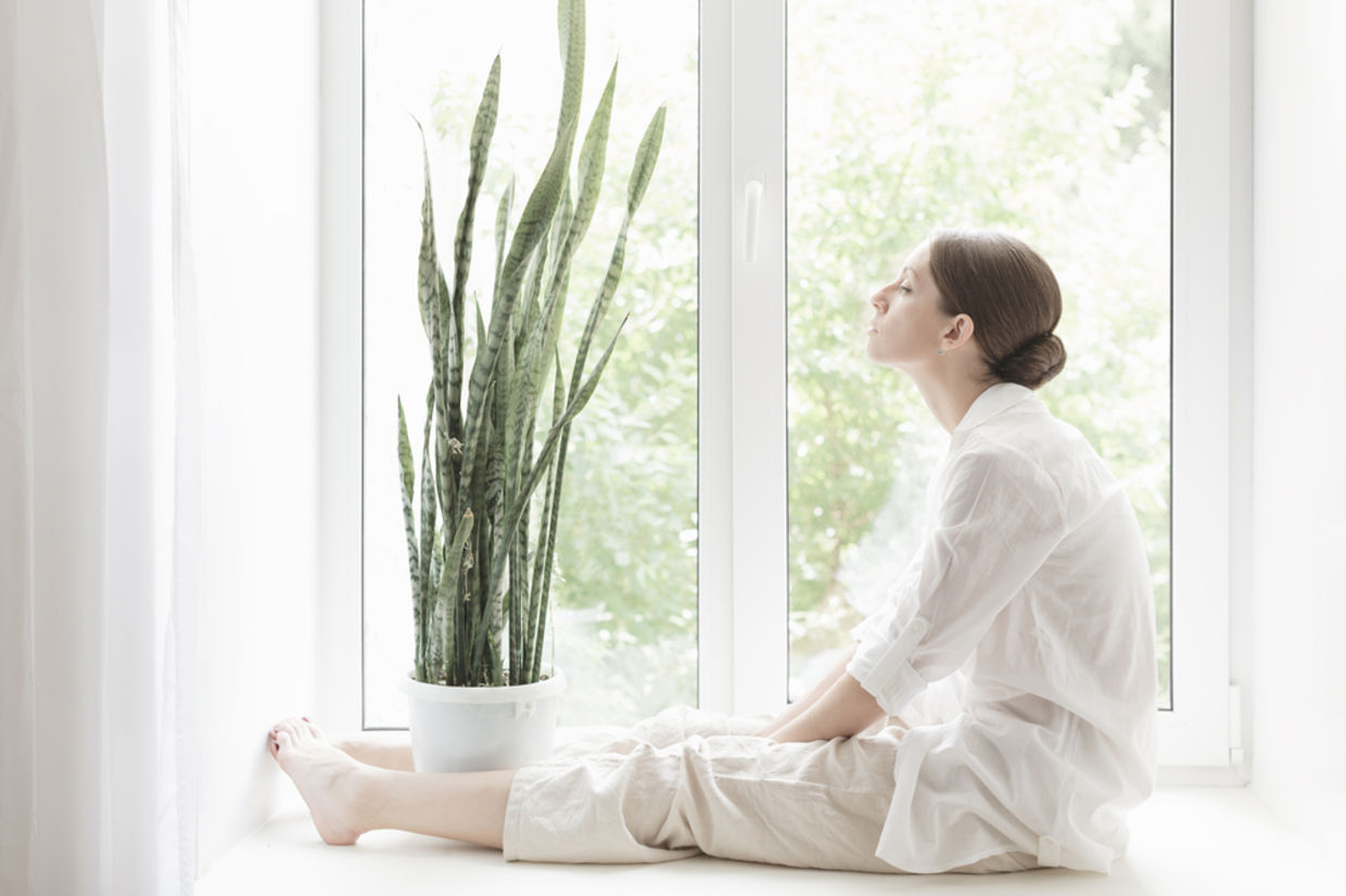 The Snake Plant will keep your air fresh and looks good. (Shutterstock) The Snake Plant will keep your air fresh and looks good. (Shutterstock)
