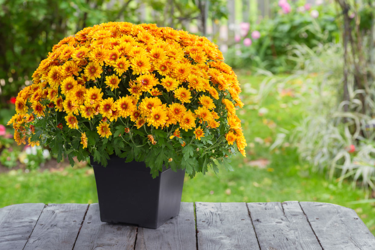 For an extra touch of color in your apartment pick the Garden Mum. (Shutterstock) For an extra touch of color in your apartment pick the Garden Mum. (Shutterstock)