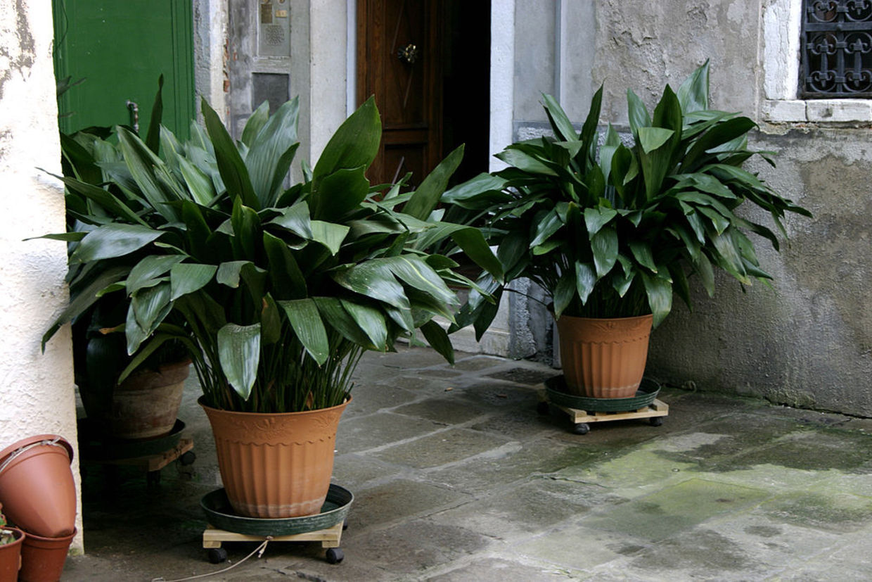 The Iron Plant is extremely resilient and will stay with you for years. (Nino Barbieri/CC BY-SA 3.0) The Iron Plant is extremely resilient and will stay with you for years. (Nino Barbieri/CC BY-SA 3.0)