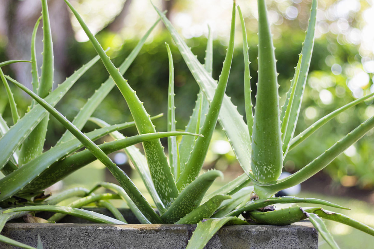 Aloe Vera is like your personal pharmacy in your home. (Shutterstock) Aloe Vera is like your personal pharmacy in your home. (Shutterstock)