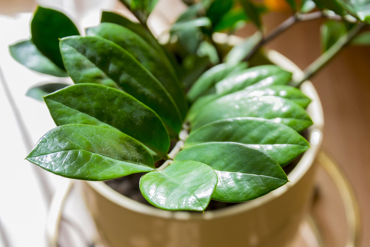 Plants don't get much more low maintenance than the Zanzibar Gem. (dugwy39 / Shutterstock.com) Plants don't get much more low maintenance than the Zanzibar Gem. (dugwy39 / Shutterstock.com)