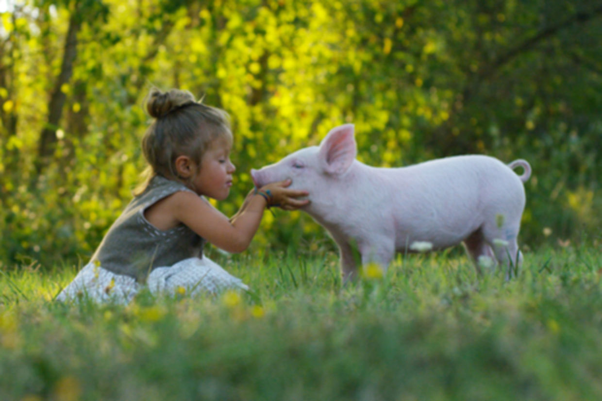 A little girl kisses a piglet on a meadow A little girl kisses a piglet on a meadow