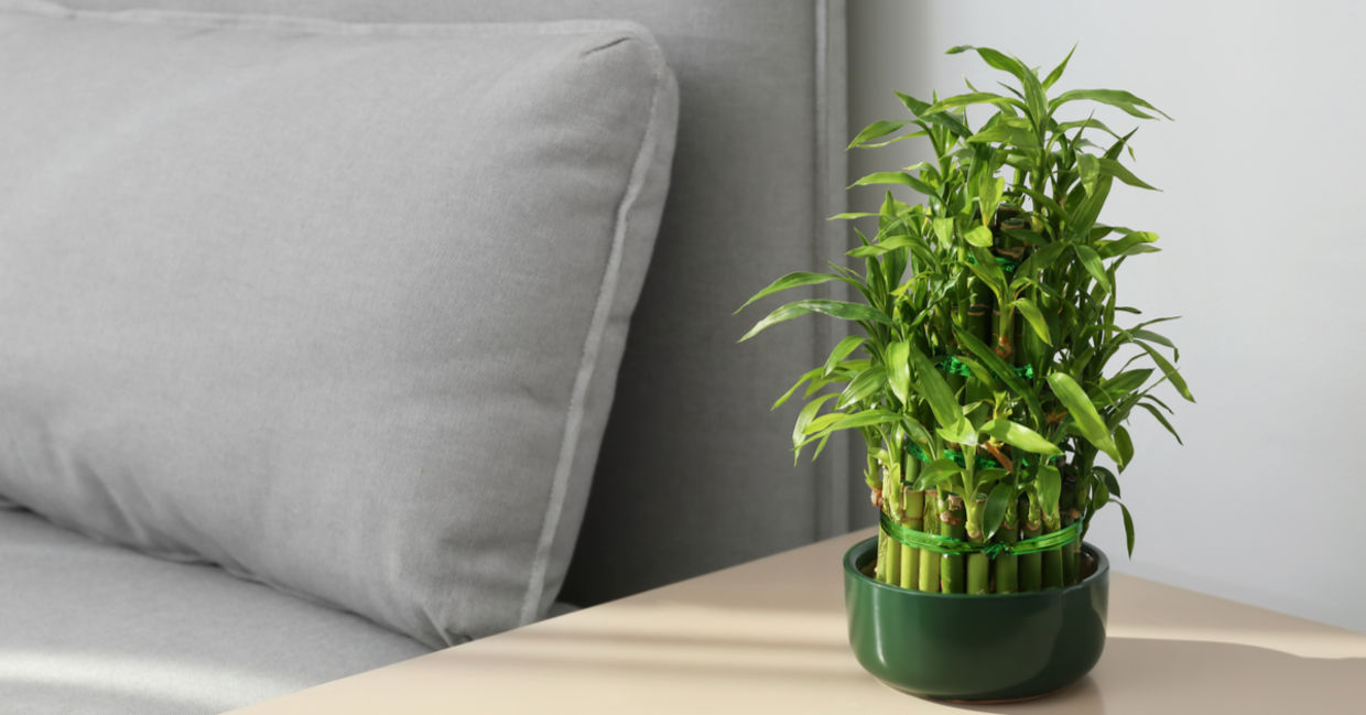 Bamboo palms are the perfect size for apartments. (Shutterstock) Bamboo palms are the perfect size for apartments. (Shutterstock)