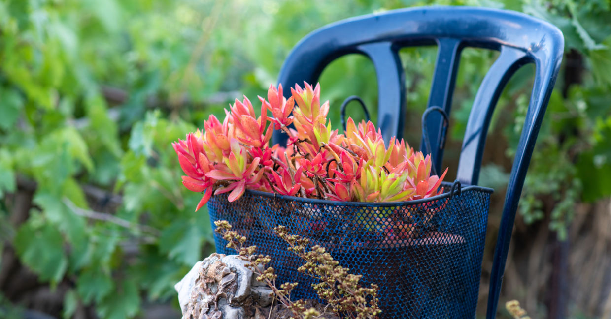 Old recycled chairs are being used as flowerpots. Old recycled chairs are being used as flowerpots.