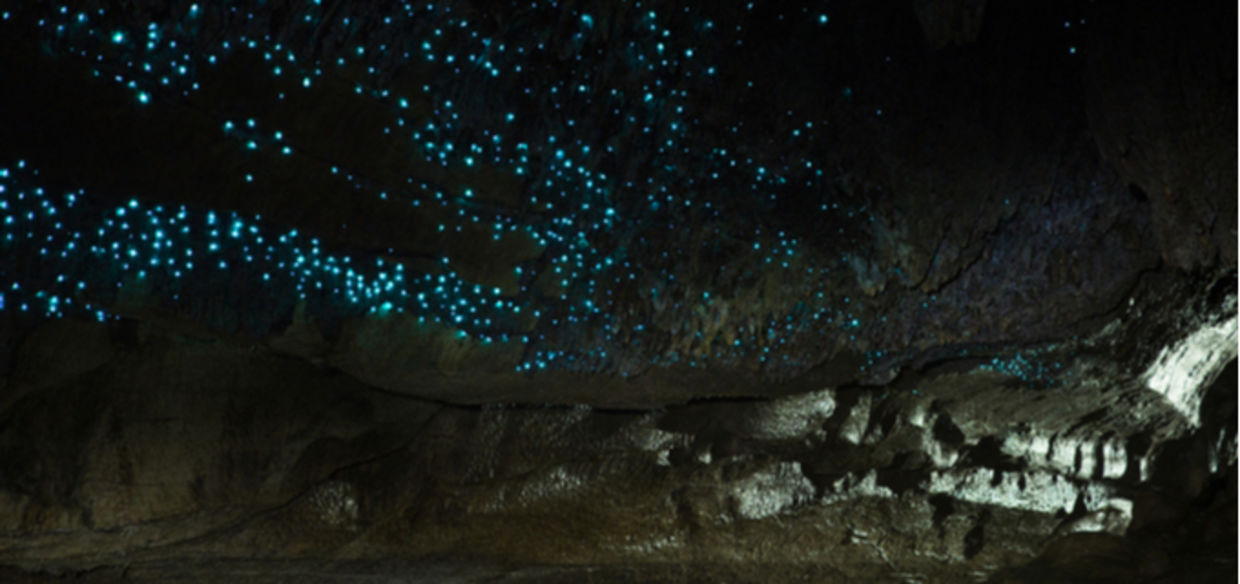 The Glowworm Caves in Waitomo, New Zealand are a sight that one has to see with one's own eyes to believe. (Opticoverload/CC BY-NC-SA 2.0) The Glowworm Caves in Waitomo, New Zealand are a sight that one has to see with one's own eyes to believe. (Opticoverload/CC BY-NC-SA 2.0)