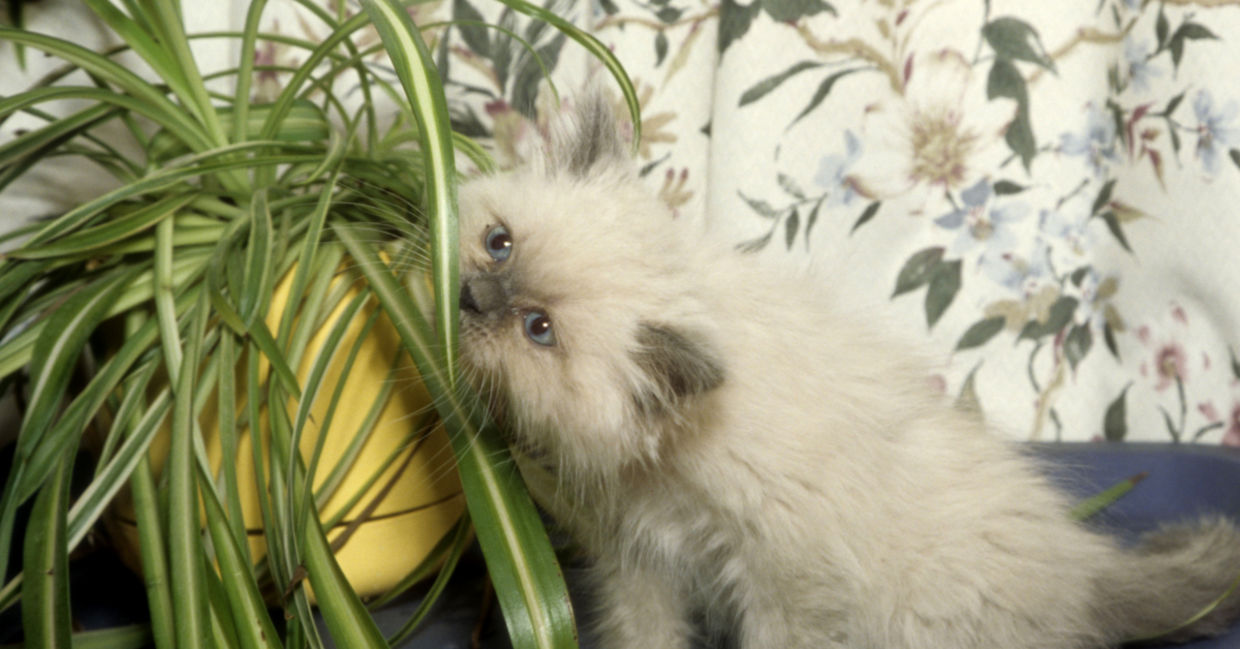 Spider plants are safe for cats. Spider plants are safe for cats.