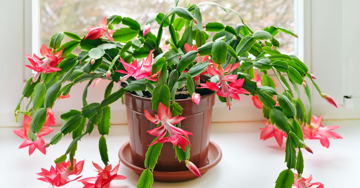 Blooming Christmas cactus houseplants are safe for cats. Blooming Christmas cactus houseplants are safe for cats.