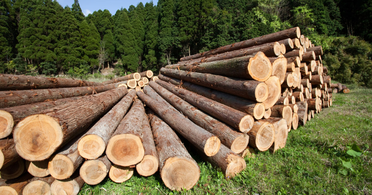 Green furniture will come from labs; not trees. Green furniture will come from labs; not trees.