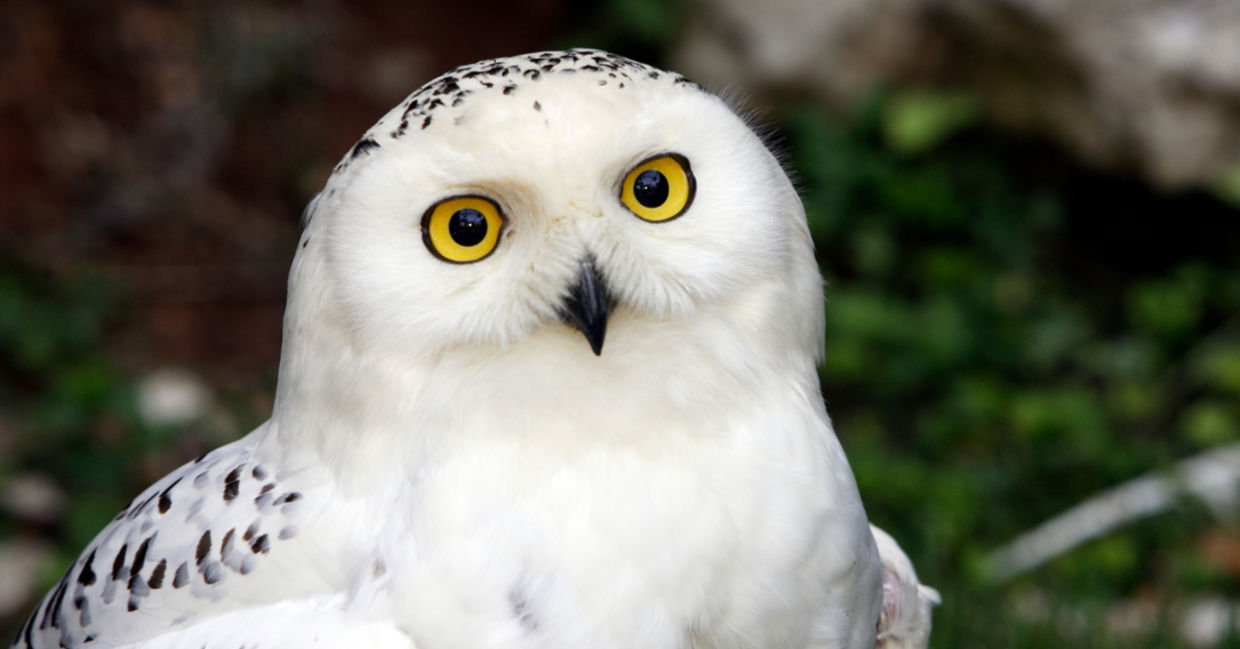 Female snowy owl spotted Female snowy owl spotted