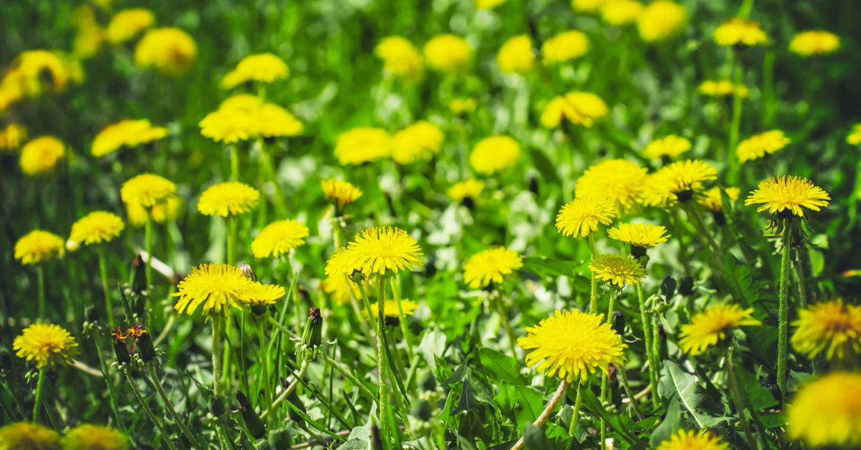 Dandelions is a medicinal plant. . Dandelions is a medicinal plant. .