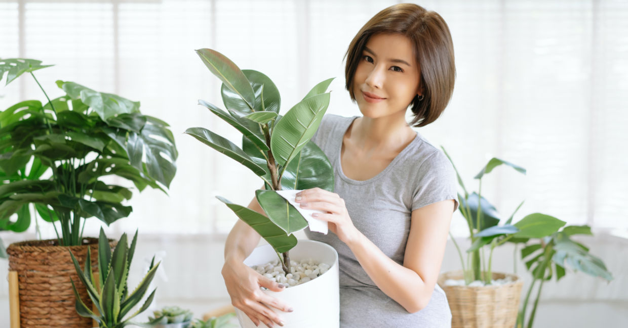 Woman taking care of house plants. Woman taking care of house plants.