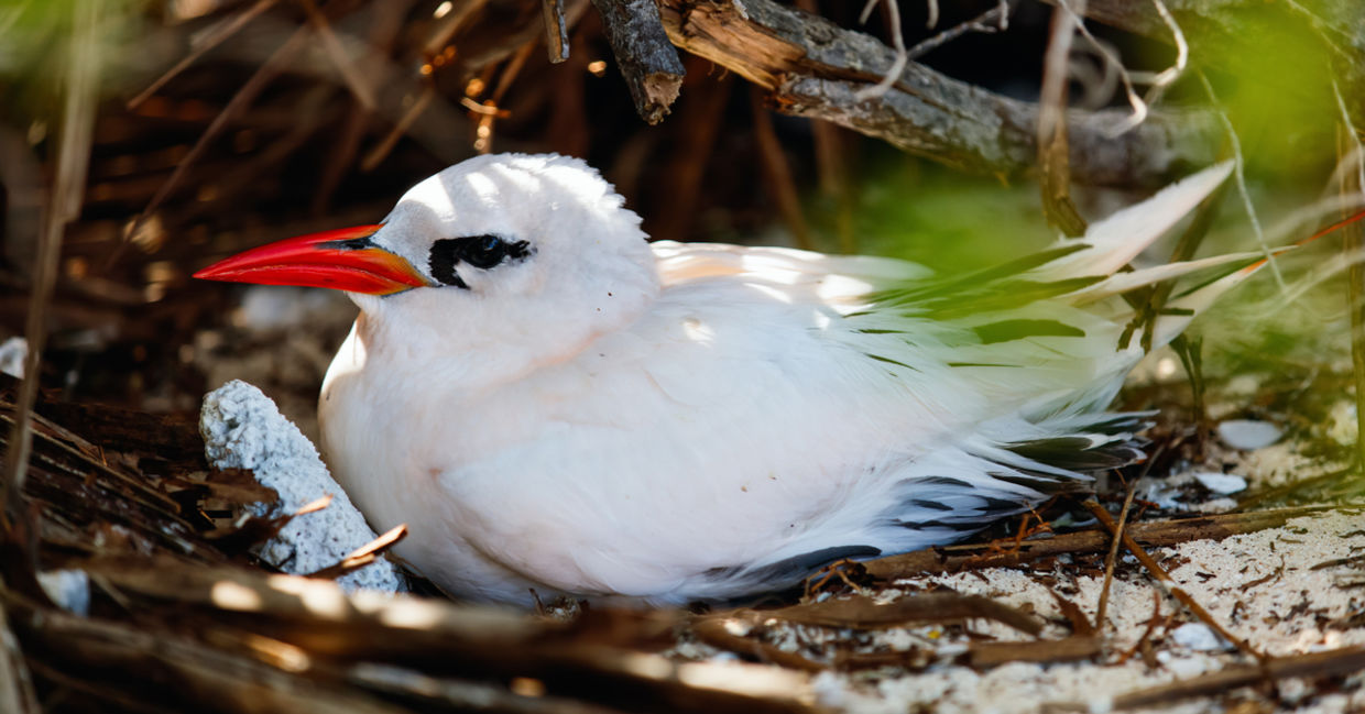 Cook Island bird Cook Island bird