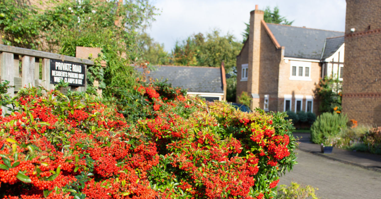 The super plant, cotoneaster, is growing on a roadside in the UK. The super plant, cotoneaster, is growing on a roadside in the UK.
