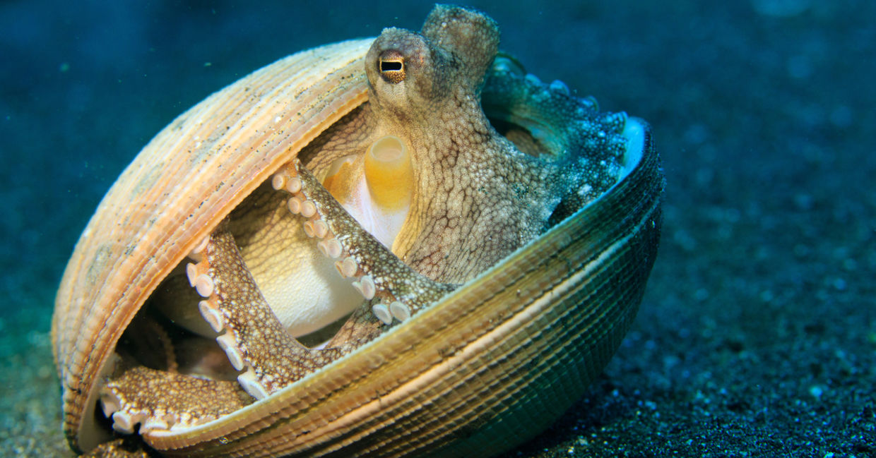 An octopus using a shell as shelter An octopus using a shell as shelter
