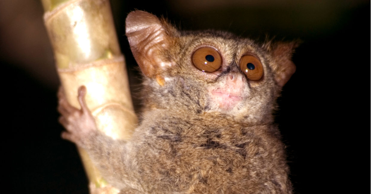 Pygmy tarsier primate in Indonesia for Earth Day Pygmy tarsier primate in Indonesia for Earth Day