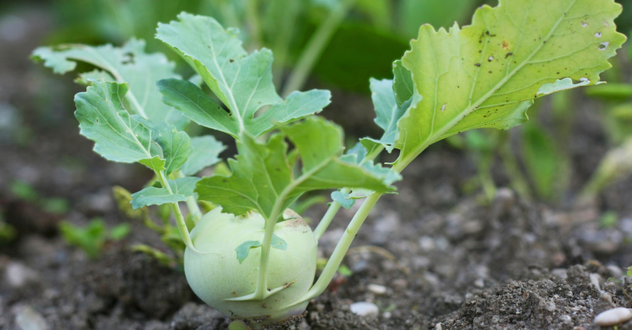 Kohlrabi is a great winter vegetable Kohlrabi is a great winter vegetable