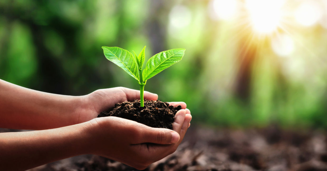 Plant a tree. Plant a tree.