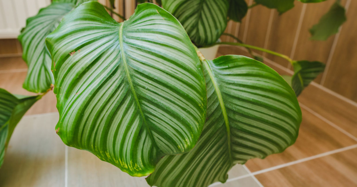 Calathea Rattlesnake leaves Calathea Rattlesnake leaves