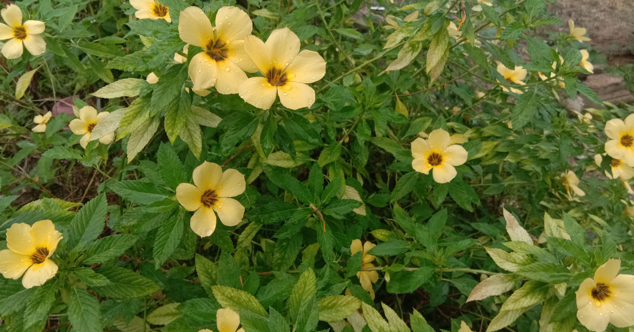 Damiana has many health benefits. Damiana has many health benefits.