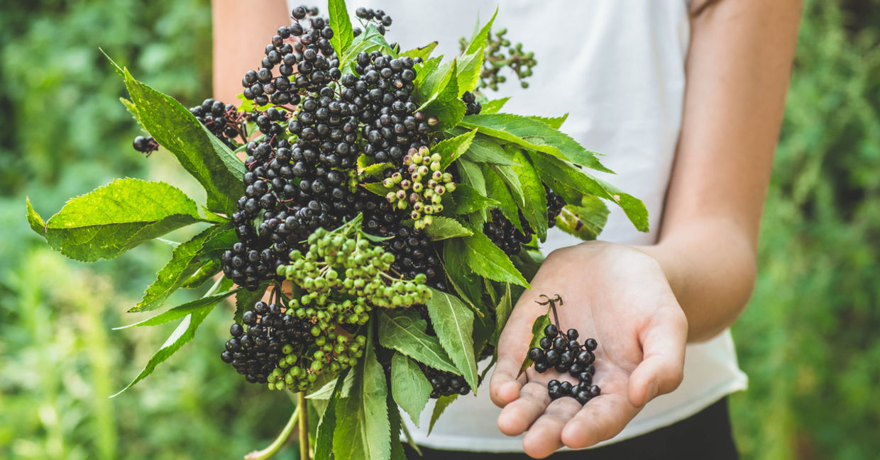 Elderberries have medicinal qualities. Elderberries have medicinal qualities.