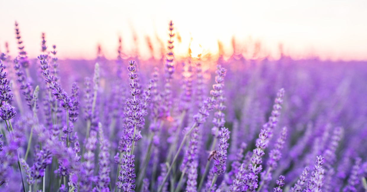 Lavender is a calming herb. Lavender is a calming herb.