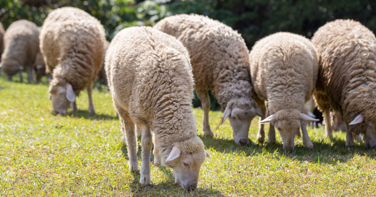 Grazing sheep in the park. Grazing sheep in the park.