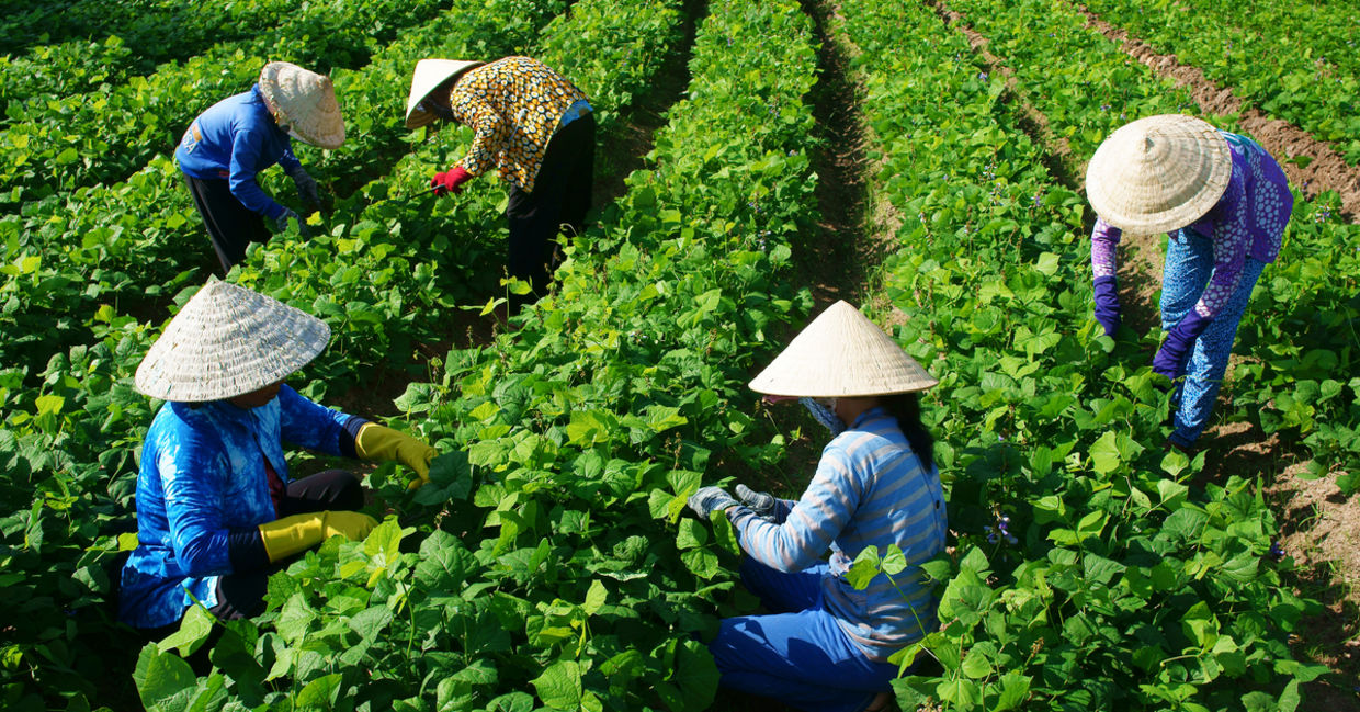 Vietnamese women harvesting crops. Vietnamese women harvesting crops.