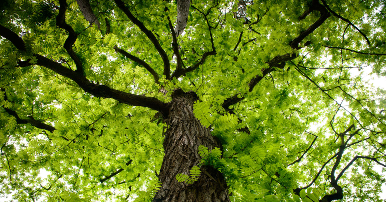 The top of an old tree. The top of an old tree.