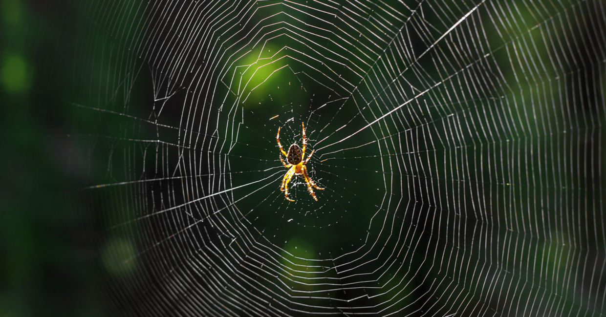 Spiders can bring good luck on Halloween. Spiders can bring good luck on Halloween.