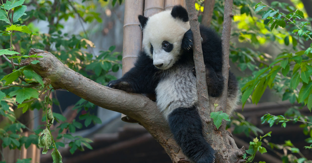 WWF helps save endangered animals like pandas. WWF helps save endangered animals like pandas.