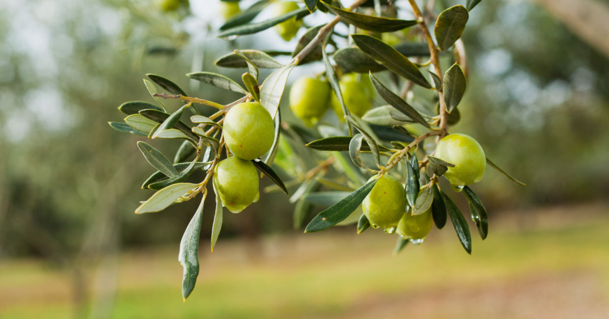 olives. olives.
