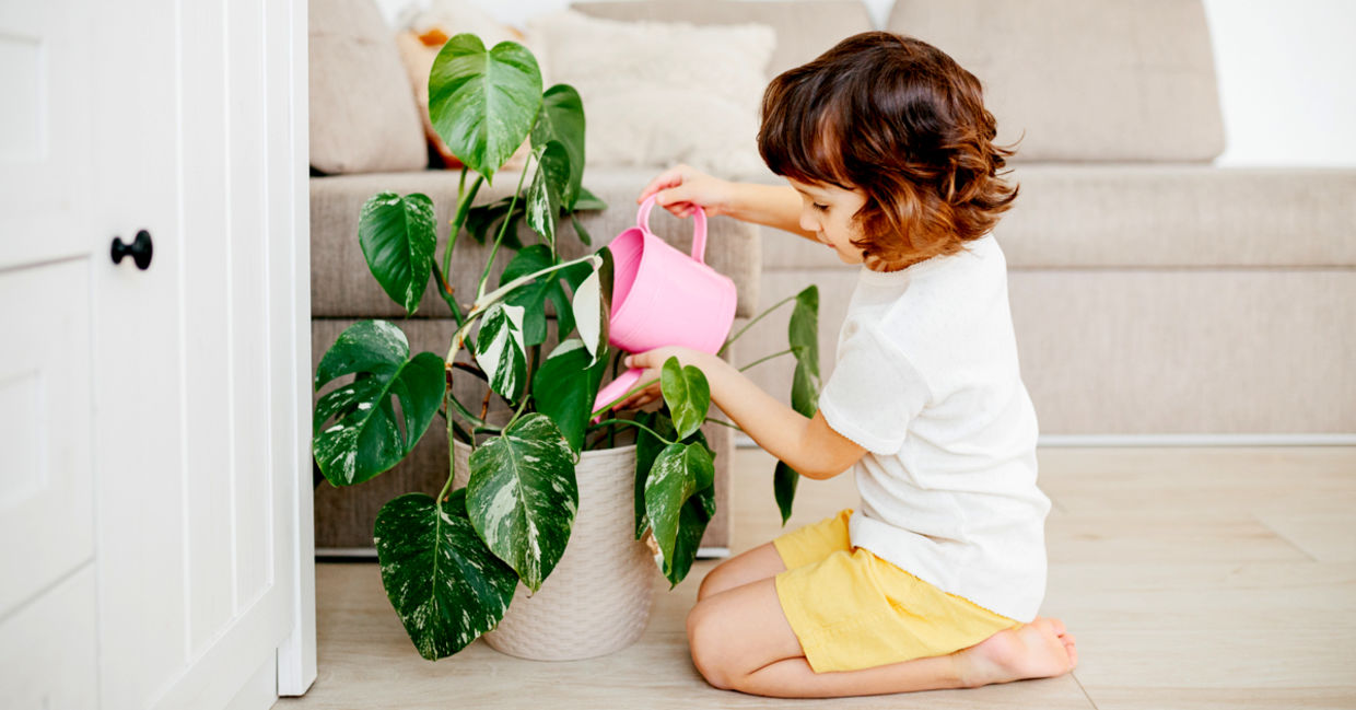 Little girl watering a houseplant with care Little girl watering a houseplant with care