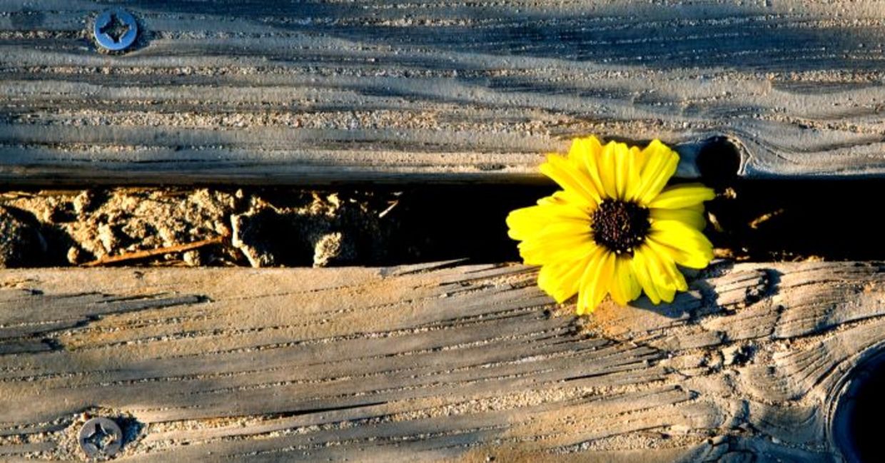 A yellow flower makes it way through some wooden planks and blooms symbolizing perseverance A yellow flower makes it way through some wooden planks and blooms symbolizing perseverance