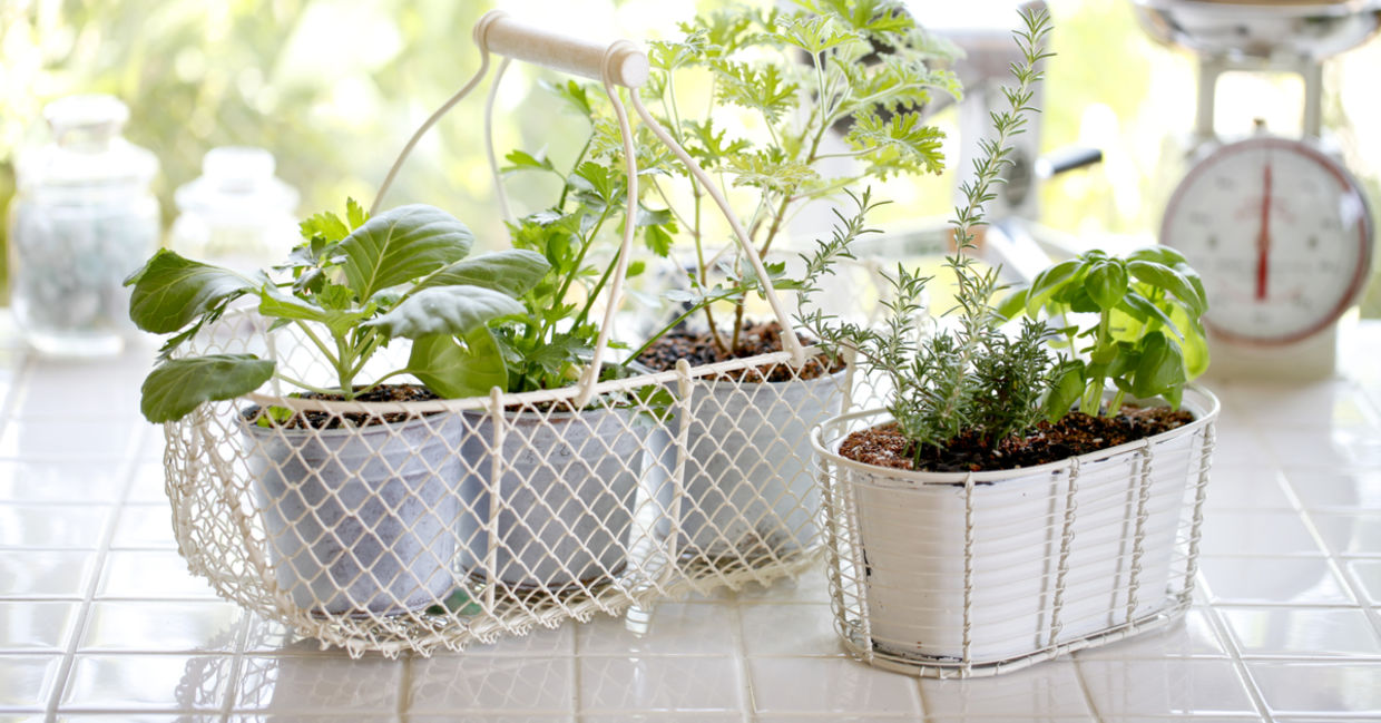 Indoor herb garden. Indoor herb garden.