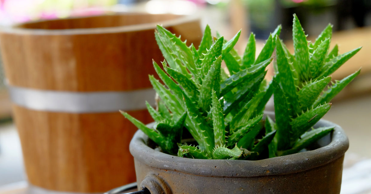Aloe vera plant. Aloe vera plant.