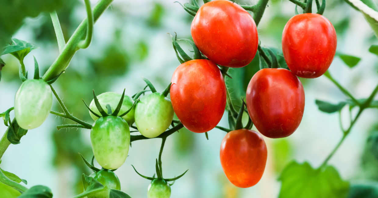 Tomato plant Tomato plant