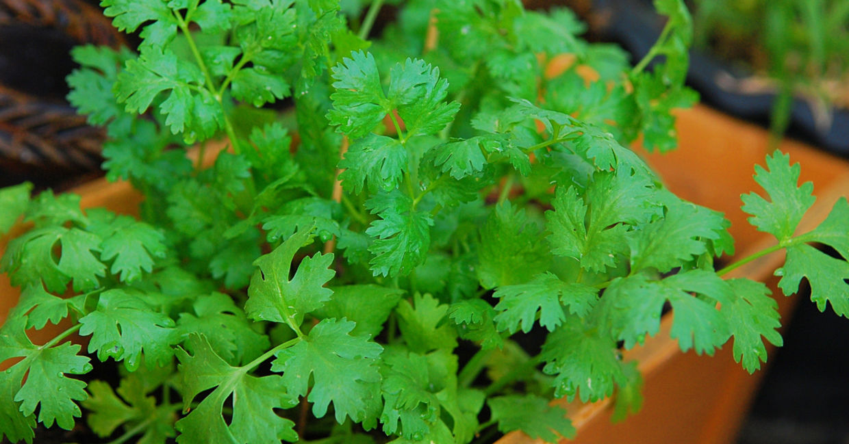 Cilantro in a pot. Cilantro in a pot.