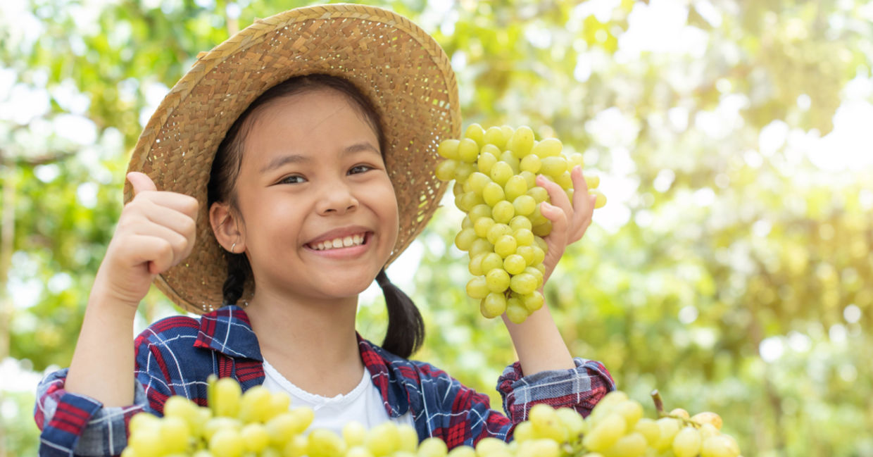 A young girl in a vineyard holds up bunches of green grapes. A young girl in a vineyard holds up bunches of green grapes.