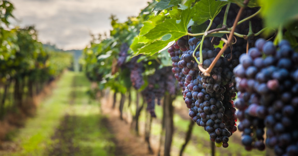 A row in a vineyard of purple grapes is ready for harvest. A row in a vineyard of purple grapes is ready for harvest.