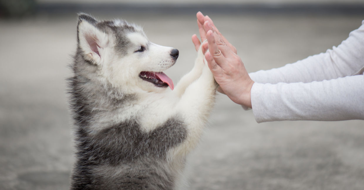 Adorable dog doing tricks. Adorable dog doing tricks.