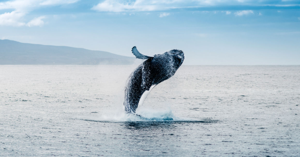 Whale jumping out of the waters off Iceland. Whale jumping out of the waters off Iceland.