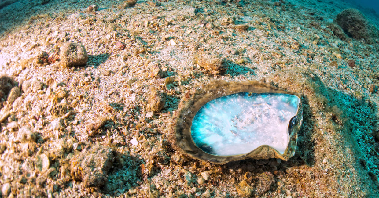 Mother of Pearl shells. Mother of Pearl shells.