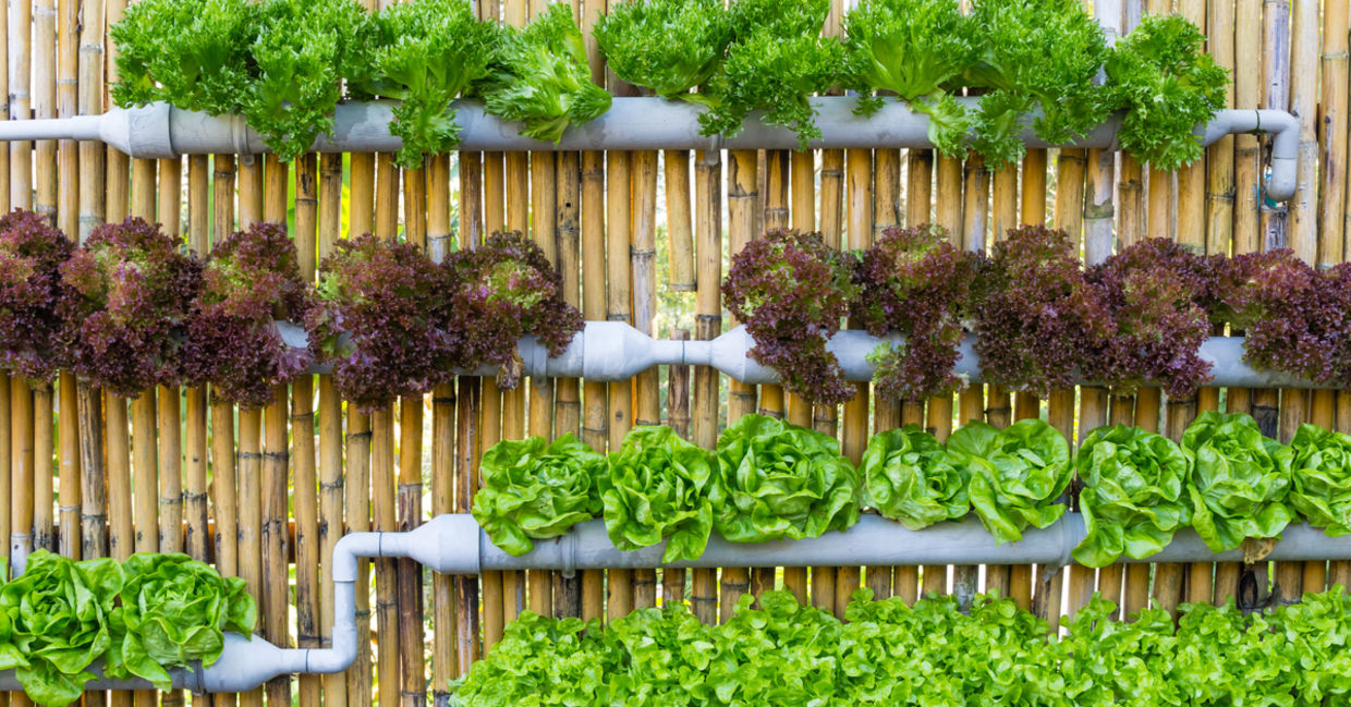 Growing vegetables in a vertical garden. Growing vegetables in a vertical garden.
