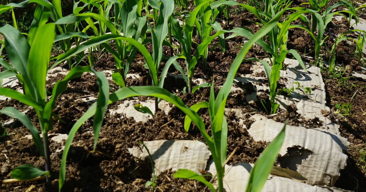 Corn grows atop cardboard boxes that are used for mulch. Corn grows atop cardboard boxes that are used for mulch.
