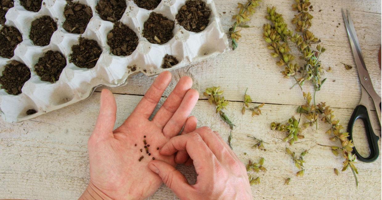 Planting sage seeds in egg cartons to make them sprout. Planting sage seeds in egg cartons to make them sprout.