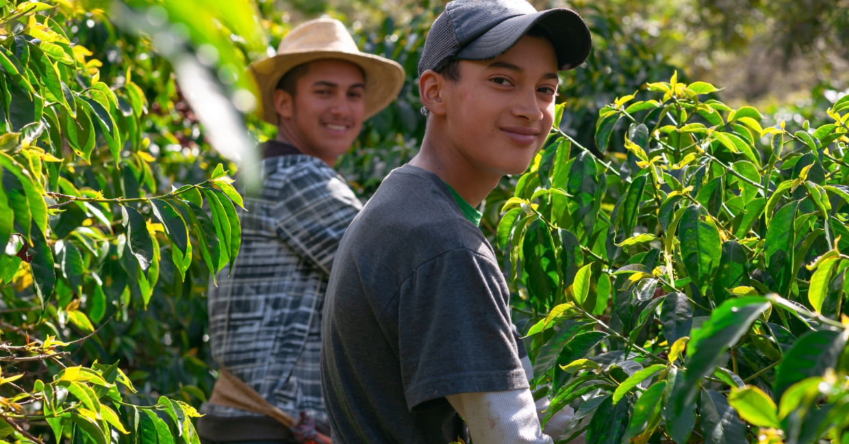 Farmers harvesting coffee. Farmers harvesting coffee.