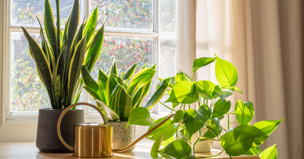 A sansevieria trifasciata snake plant in the window of a modern home. A sansevieria trifasciata snake plant in the window of a modern home.